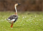 Schwanengans-swan_goose-Januar_2018.jpg