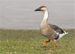 Schwanengans-swan_goose.jpg