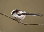 Schwanzmeise-long-tailed_tit-01_02_2015.jpg