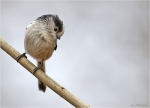 Schwanzmeise-long-tailed_tit-14_11_2015.jpg