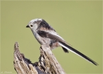 Schwanzmeise-long-tailed_tit-24_04_2015.jpg