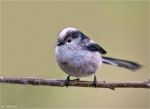 Schwanzmeise-long-tailed_tit-Februar_2015.jpg