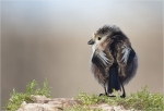 Schwanzmeise-long_tailed_tit.jpg
