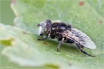 Schwarze_Augenfleck-Schwebfliege.jpg