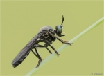 Schwarze_Habichtsfliege-Dioctria_atricapilla-14_05_2017.jpg
