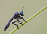 Schwarze_Habichtsfliege-Dioctria_atricapilla.jpg