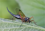 Schwarze_Kammschnake-Tanyptera_atrata.jpg