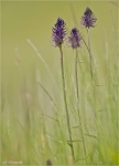 Schwarze_Teufelskralle-Phyteuma_nigrum.jpg