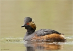 Schwarzhalstaucher-black-necked_grebes-Mai_2016.jpg