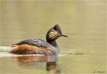 Schwarzhalstaucher-black-necked_grebes.jpg