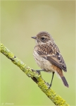 Schwarzkehlchen-Jungvogel.jpg