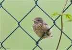 Schwarzkehlchen-Jungvogel_im_Zaun.jpg
