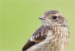 Schwarzkehlchen-Portrait-Jungvogel_2012.jpg