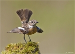 Schwarzkehlchen-Weibchen-April_2014.jpg