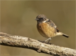 Schwarzkehlchen-european_stonechat-14_09_2017-Jungvogel.jpg
