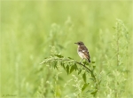 Schwarzkehlchen-european_stonechat-Jungvogel-11_07_2016.jpg