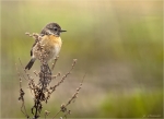 Schwarzkehlchen-european_stonechat-male-03_04_2020.jpg