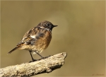 Schwarzkehlchen-european_stonechat-male-14_09_2017.jpg