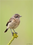 Schwarzkehlchen_auf_Flechten-Jungvogel_aus_2012.jpg