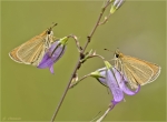 Schwarzkolbige_Braun-Dickkopffalter-Thymelicus_lineola-13_06_2018.jpg