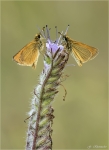 Schwarzkolbige_Braun-Dickkopffalter-Thymelicus_lineola-14_06_2017.jpg
