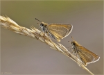 Schwarzkolbige_Braun-Dickkopffalter-Thymelicus_lineola-2015.jpg