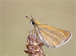 Schwarzkolbiger_Braun-Dickkopffalter-Thymelicus_lineola-09_07_2016.jpg