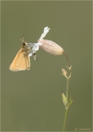 Schwarzkolbiger_Braun-Dickkopffalter-Thymelicus_lineola-13_06_2017.jpg