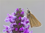 Schwarzkolbiger_Braun-Dickkopffalter-Thymelicus_lineola-2015.jpg