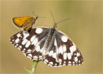 Schwarzkolbiger_Braun-Dickkopffalter-Thymelicus_lineola-Damenbrett-Melanargia_galathea.jpg