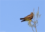 Schwarzmilan-black_kite-18_04_2015.jpg