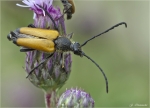 Schwarzspitziger_Halsbock-Corymbia_fulva.jpg