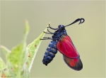 Sechsfleck-Widderchen-Zygaena_filipendulae-01_08_2015.jpg