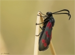 Sechsfleck-Widderchen-Zygaena_filipendulae-10_07_2018.jpg