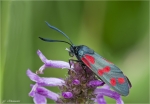Sechsfleck-Widderchen-Zygaena_filipendulae.jpg