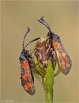 Sechsfleck-Widderchen-Zygaena_filipendulae_2014.jpg