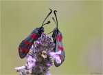 Sechsfleck_Widderchen-Zygaena_filipendulae-08_07_2015.jpg