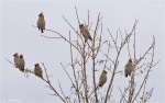 Seidenschwanz-Bohemian_Waxwing.jpg