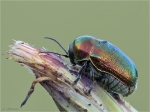 Seidiger_Fallkaefer-Cryptocephalus_sericeus-26_06_2017.jpg