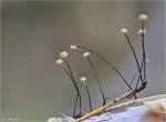 Seitenspross_Schwindling-Marasmius_bulliardii-27_09_2014.jpg