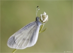 Senfweissling-Leptidea_sinapis-August_2014.jpg