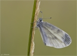 Senfweissling-Leptidea_sinapis.jpg