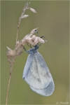 Senfweissling-Leptidea_sinapis28Leptidea_reali29.jpg