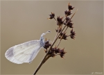 Senfweissling-Leptidea_sinapis_001.jpg