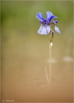 Sibirische_Schwertlilie-Iris_sibirica.jpg
