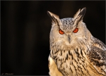 Sibirischer_Uhu-Bubo_bubo_sibiricus-02_11_2016.jpg
