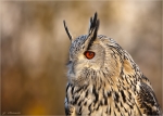 Sibirischer_Uhu-Bubo_bubo_sibiricus-Portrait.jpg