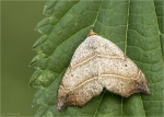 Sicheleule-Laspeyria_flexula.jpg