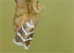 Silbereulchen-Deltote_bankiana-14_08_2016.jpg