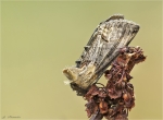 Silbergraue_Nessel-Hoeckereule-Abrostola_tripartita.jpg